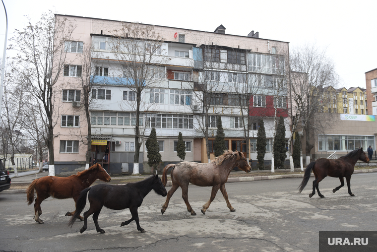 Лошади на улицах Назрани — явление обыденное, милая дань прошлому.