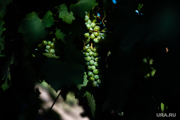 Виноградарство — одно из самых перспективных направлений для бизнеса в Крыму и Севастополе