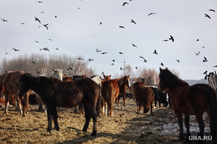 В хозяйстве фермера в Дианово около 400 голов скота