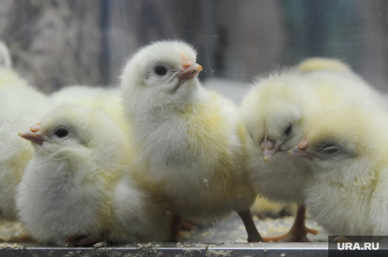 Российские курицы вырастают из импортных цыплят