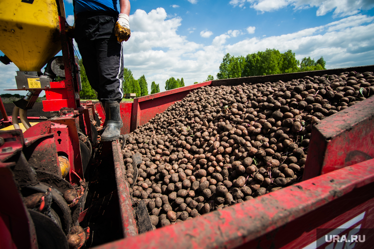 Доля отечественных семян картофеля в России растет