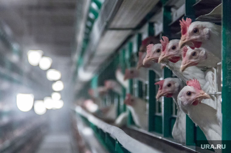 Несмотря на название, компания является ведущим производителем курятины на Украине