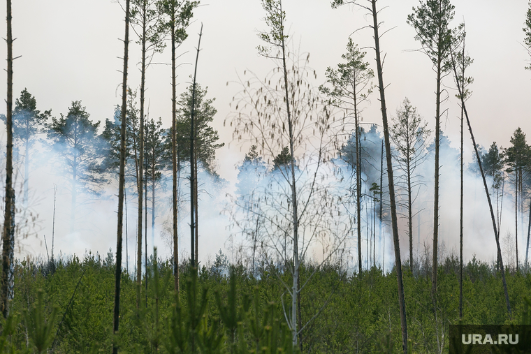 Лесные пожары вновь захлестнули Курганскую область и ряд регионов Сибири