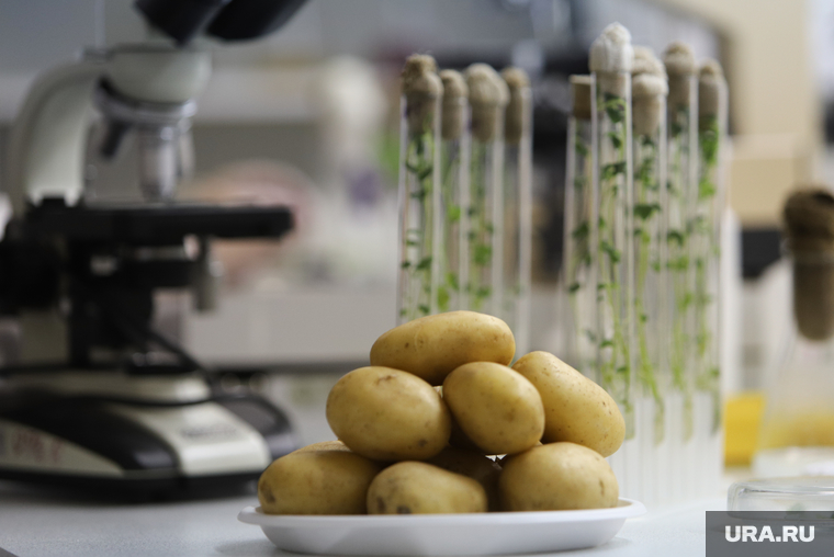 Метод позволит обеспечить хозяйства Курганской области качественным семенным материалом картофеля