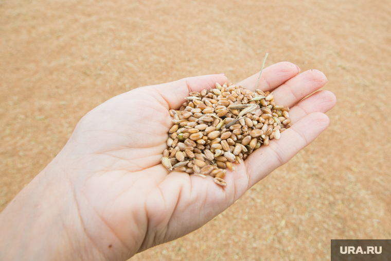 Курганские чиновники знали о вывозе зерна в Казахстан