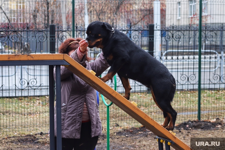 Площадки для выгула собак в Перми оказались невостребованными