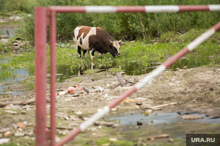 Гуляющие по Нижневартовску коровы местных уже не удивляют, но проблем от них хватает