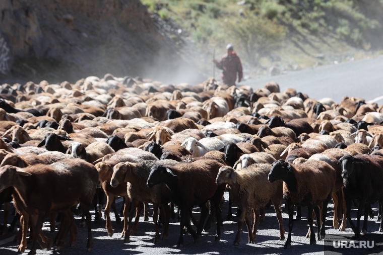 Так по киргизским дорогам перегоняют овец.