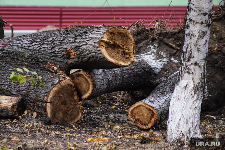 Возле шадринской больницы срубили деревья