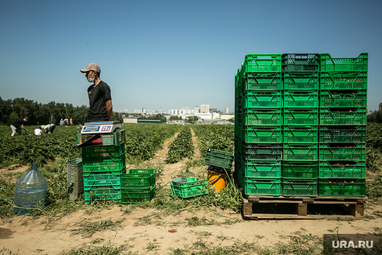 Введение в оборот заброшенных сельхозугодий закроет потребности россиян в продукции растениеводства, полагают эксперты