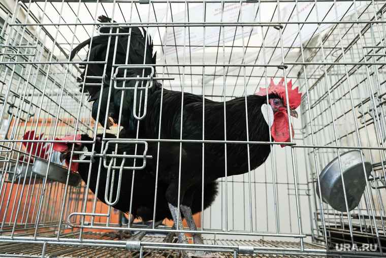 Российские предприниматели отправляют мясо птицы в соседние, а также в отдаленные страны, рассказали эксперты