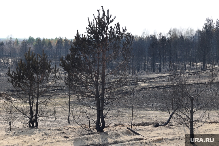 2023 год стал очень напряженным для Свердловской области в плане пожаров