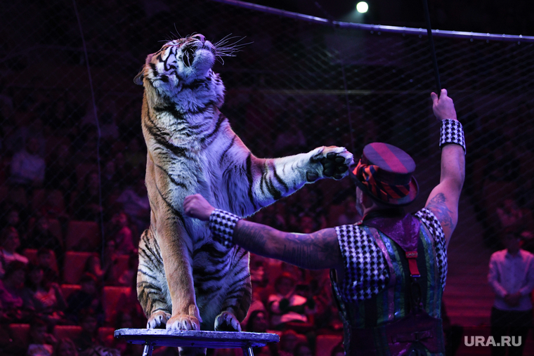 После того как ЛНР вошла в состав России, в цирке начали ставить представления с участием диких животных