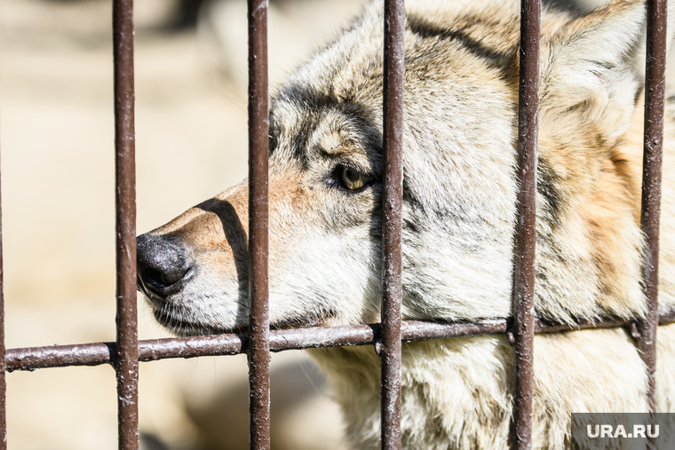 Некоторым обитателям ишимского зоопарка пришлось ждать эвакуации сутки