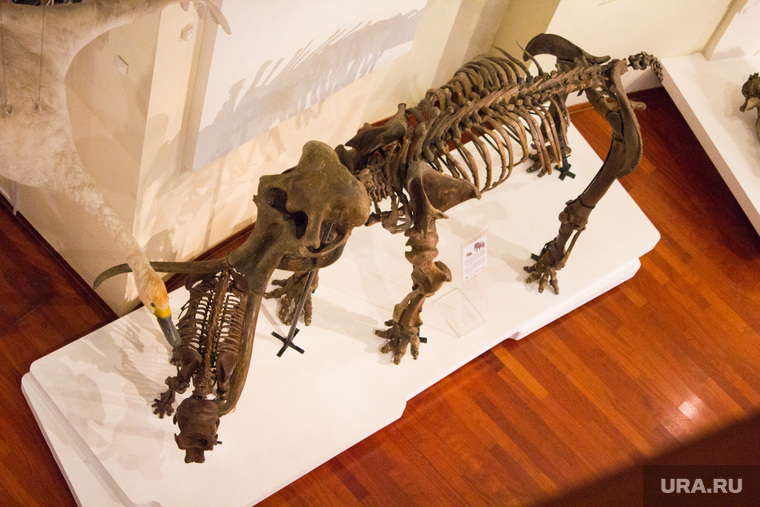 Выставки "Мыс священной собаки" и "Палеогеновое море". Ханты-Мансийск, кости, скелет мамонта
