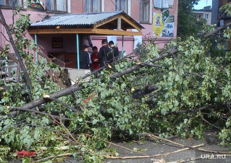 Последствия урагана в Асбесте, поваленное дерево