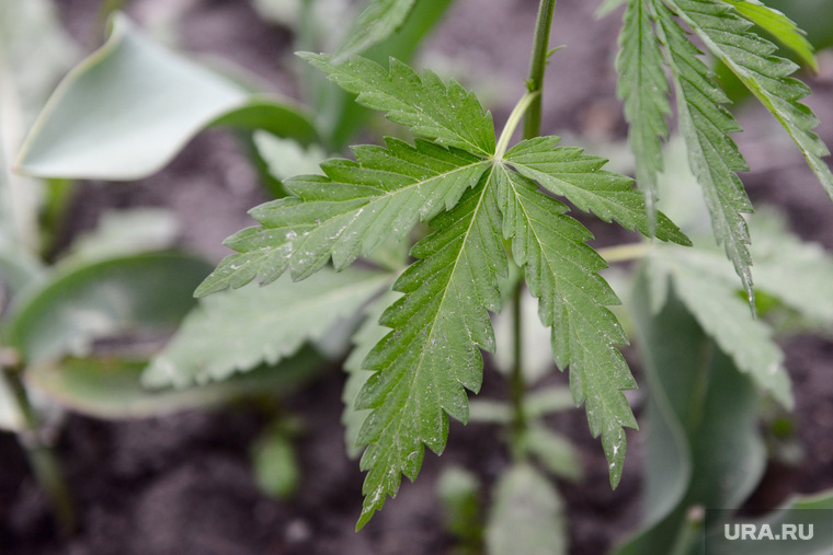 Где растет конопля в пермском крае сколько стоит марихуана в бельгии