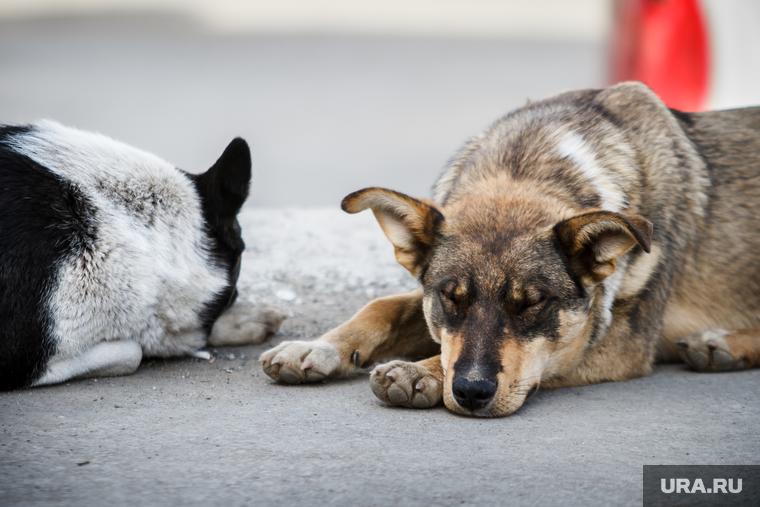 Клипарт. Екатеринбург, бездомные животные, бродячие собаки, дворняги