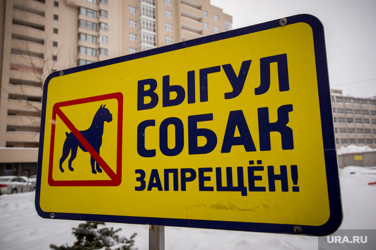 Пресс-конференция с Евгенией Умниковой в ИТАР-ТАСС. Екатеринбург, запрет, выгул собак