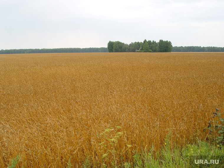 Пшеница
Курганская область, поле, пшеница