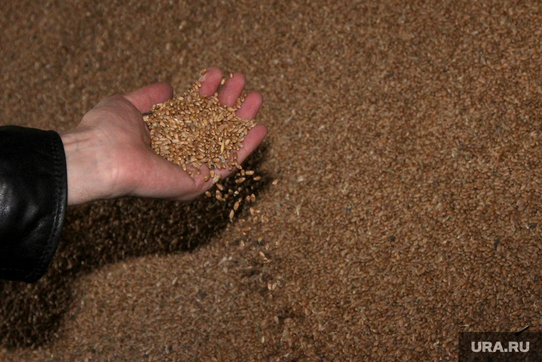 Алексей Кокорин в полях
Курганская область, рука, пшеница, зерно