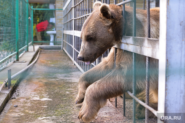Медведь. Челябинск., зоопарк, грустный медведь