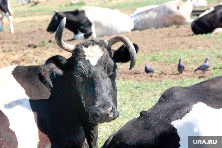 Купить Телят В Курганской Области Целинного Района