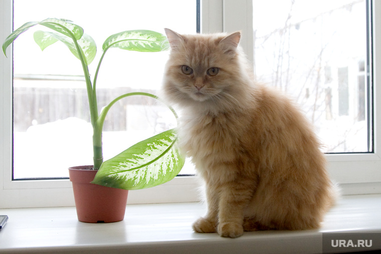 Многодетная семья Чернявских.
Курган
, кошка, кот, домашние животные, окно