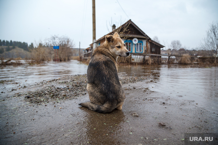 Наводнение. Староуткинск, собака, деревня, староуткинск, наводнение