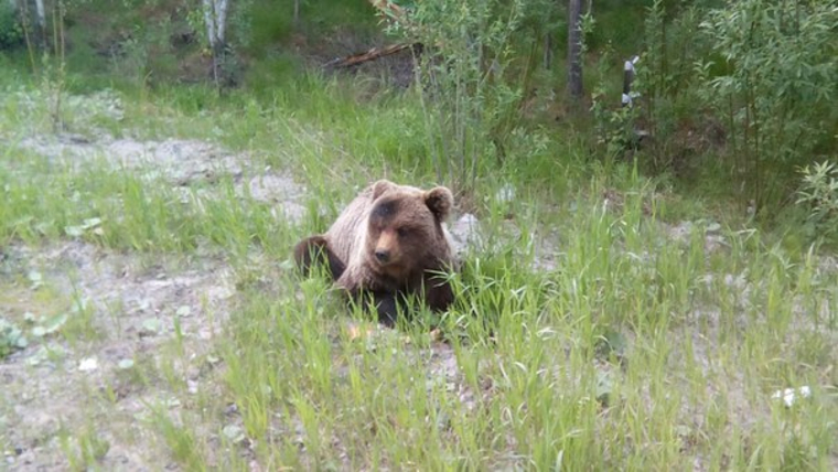 Житель Ноябрьска запечатлел на фото медвежонка