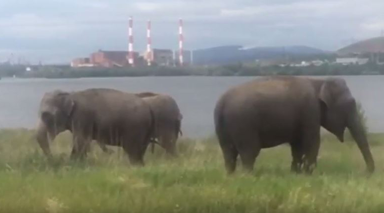 Слоны в Магнитогорске