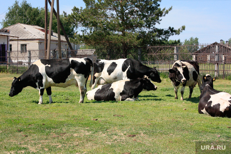 Коровы 
Курганская область, коровы, деревня