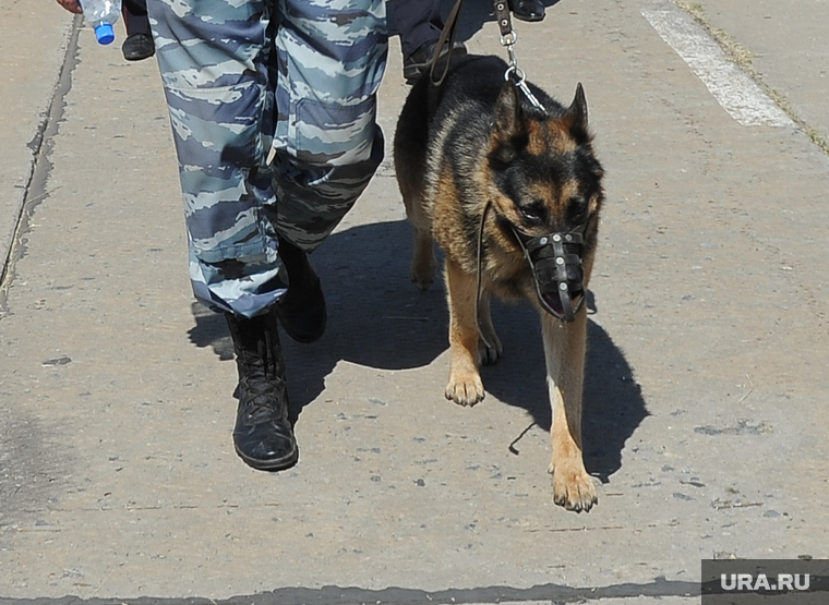 Сабантуй в Троицке Татарское нашествие Челябинск, собака