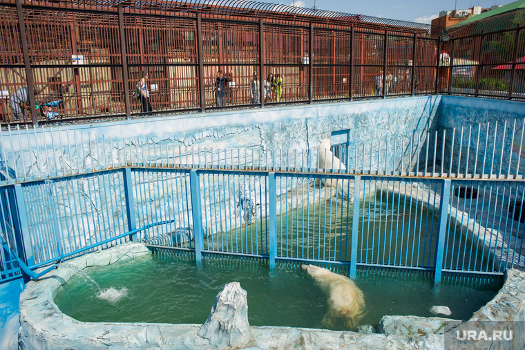 Животные в екатеринбургском зоопарке во время жары. Екатеринбург, зоопарк, вольера, белый медведь