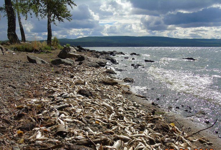 По факту гибели рыбы в Черноисточинском пруду началась прокурорская проверка