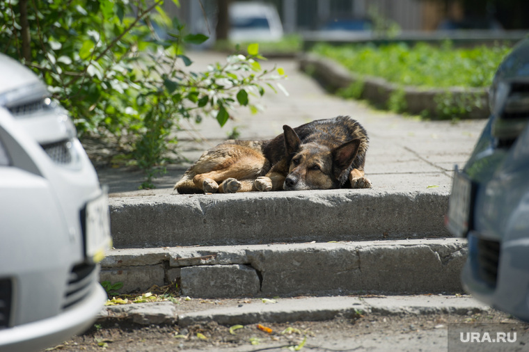 Неблагоустроенный Екатеринбург, бродячая собака
