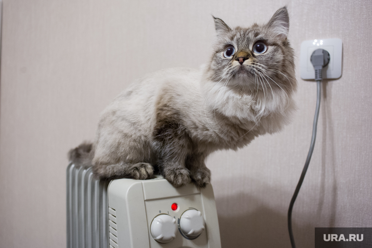 Кошка на батарее. Екатеринбург, холод, зима, тепло, домашние питомцы, кошка на батарее, осень