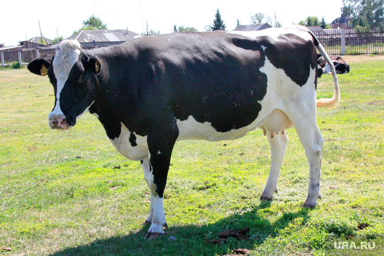 Коровы 
Курганская область, коровы