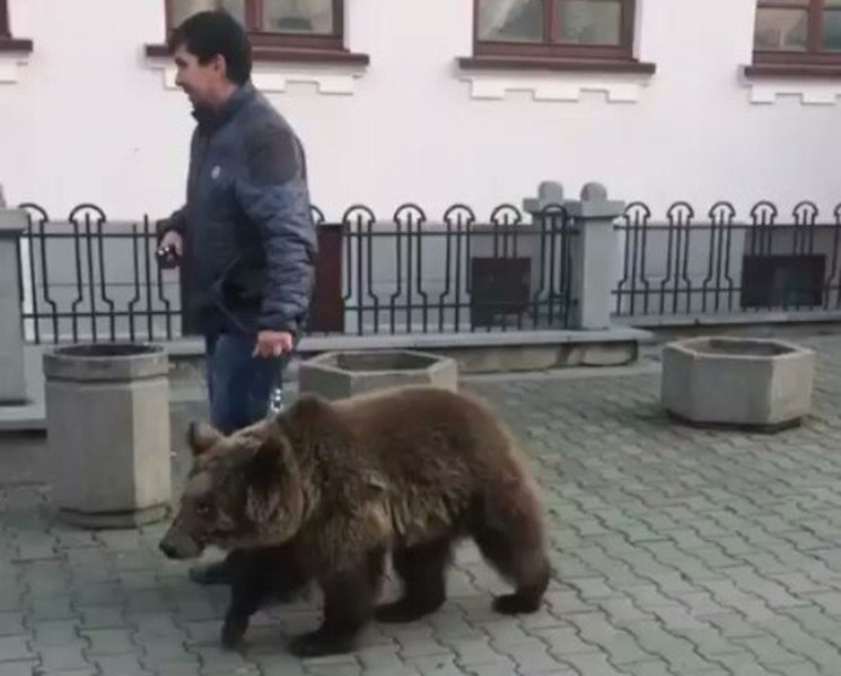 Просто медведь в центре города, ничего необычного