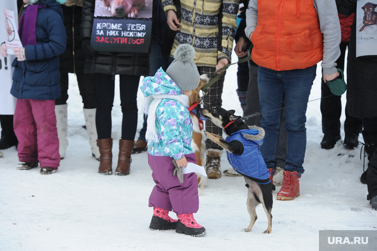 Митинг против живодеров Челябинск, собака в комбинзоне, митинг против живодеров