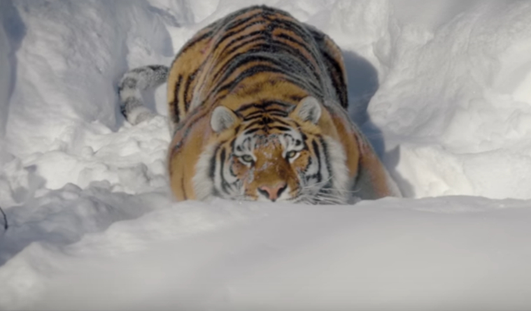 Тигры устроили погоню за беспилотником