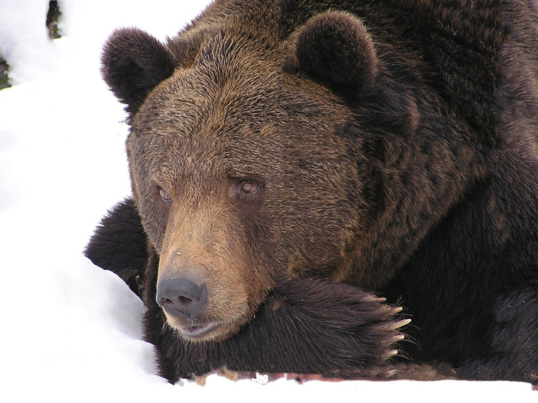 Медведь пытался убежать от вахтовиков, но его настигли на "Уралах"