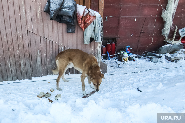 Хозяева привозят еду оставшемуся во дворе аварийного дома псу