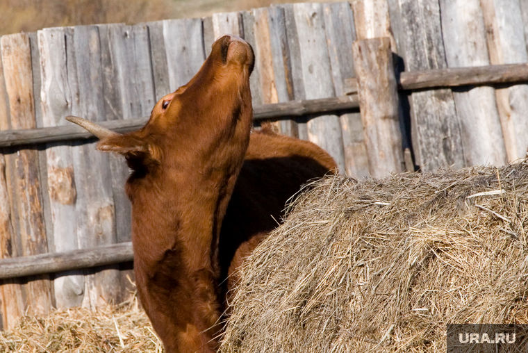 Коровы 
Курганская область, коровы