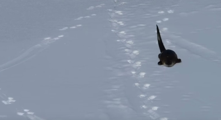 Пользователь Сети подсмотрел, как выдра катается на брюхе по снегу