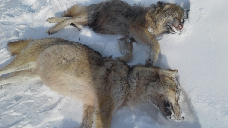 11 волков были застрелены, уцелевшие хищники ушли в Тюменскую область