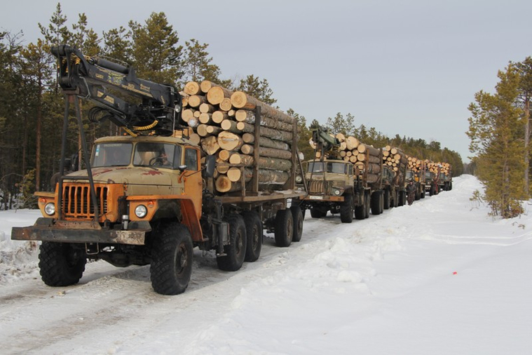 Незаконно было срублено более 3000 деревьев ценных пород