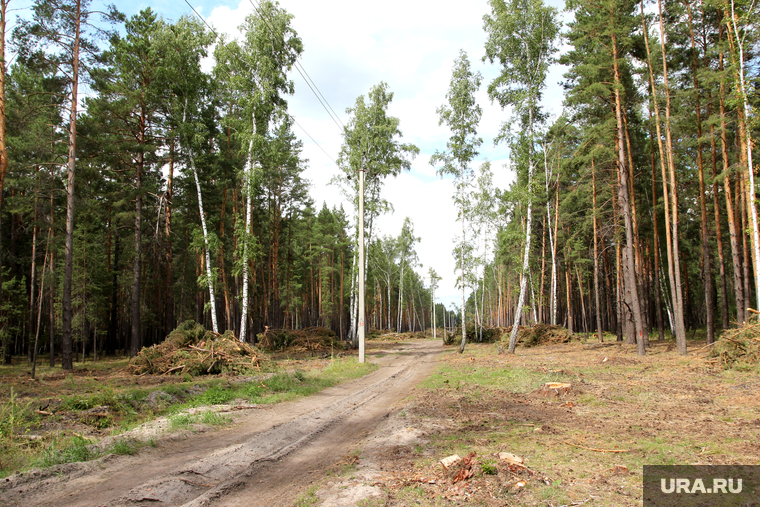 Вырубка леса
КГСХА Курганская область, линия электропередач, вырубка леса, санитарная зона