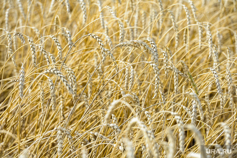 Дубровский и пшеница Челябинск, поле, пшеница, урожай, нива, колосья