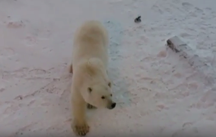 Белый медведь обошел все объекты на земле в поисках еды